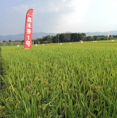 中国最好吃稻米出炉 浙江这三种入选 你都知道吗