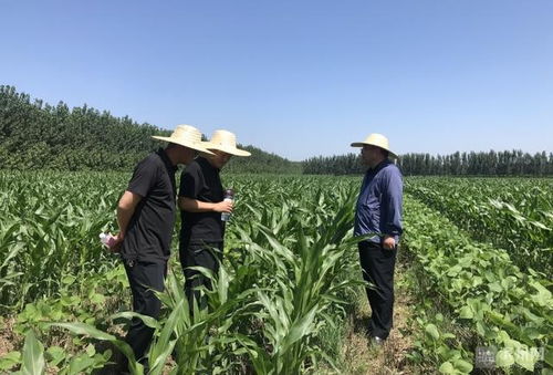 邹平市完成大豆玉米带状复合种植3万亩