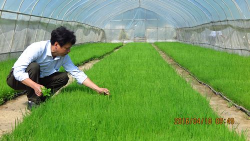 忻城县工厂化育秧秧苗长势良好 - 科技推广 - 广西来宾市农业机械化